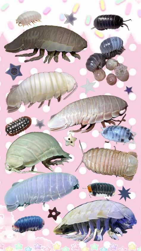 Isopods my beloved <3 #isopod#bugs#iospods#blue#wallpaper Isopod Wallpaper, Giant Isopod, Pill Bug, Arachnids, Blue Wallpaper, Wallpaper Pc, Blue Wallpapers, Desktop Wallpaper, Bugs