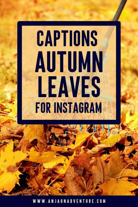 This list of fall foliage captions for Instagram will give you plenty of ideas for unique captions when admiring falling leaves in Europe, Canada, USA or Japan. Best fall leaves caption for Instagram post paired with leaf puns and autumn leaves quotes. What will you choose from the selection of Anja On Adventure fall foliage captions for Instagram? | Caption Ideas | Fall in USA | October | rain | maple leaf #instagrammarketing #captionidea #igcaptionideas #leaf #leaves #orangeleaves Maple Leaf Quotes, Maple Quotes, Leaf Captions For Instagram, Autumn Leaves Quotes, Caption For Instagram Post, Leaf Puns, Leaves Quotes, October Rain, Fall Puns