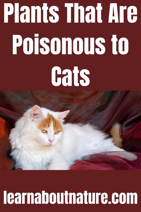 Plants That Are Poisonous to Cats House Plants Poisonous To Cats, Plants Poisonous To Cats, Wondering Jew Plant, Nature Website, Wondering Jew, Purple Heart Plant, Crown Of Thorns Plant, Citronella Plant, Toxic Plants For Cats