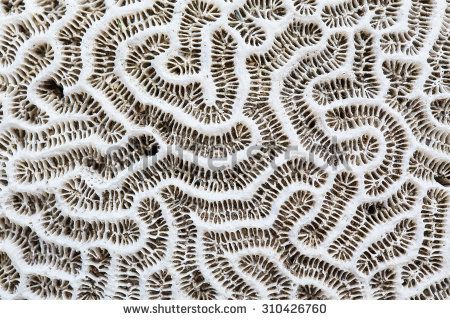 Coral Skeleton, Skeleton Images, Marine Species, Skeletal, Skeleton, Mood Board, Every Day, Royalty Free Stock Photos, Stock Images