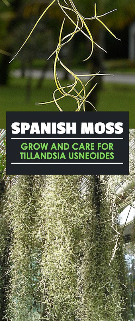 Everyone knows what Spanish moss is. It’s that stuff that gently sways in the breeze as it drapes over the branches of an old oak tree in the South, right? Oak Tree Garden, Oak Tree Pictures, Spanish Moss Trees, Tillandsia Usneoides, Tree Pictures, Air Plants Care, Moss Plant, Moss Decor, Air Plant Display