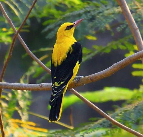 Golden Oriole Golden Oriole, Flying Creatures, Indian Subcontinent, Most Beautiful Birds, Airbrush Art, Pretty Animals, Mumbai India, Bird Pictures, Pretty Birds