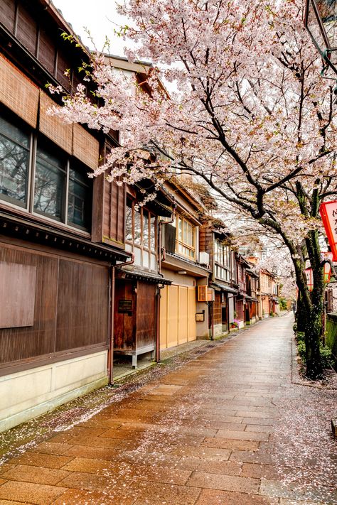 Where to find cherry blossoms in Japan | CN Traveller Kyoto Spring, Vacation Japan, Aesthetic Landscapes, 2025 Aesthetic, Cherry Blossoms In Japan, Spring In Japan, Japan Spring, Japan Cherry Blossom, Cherry Blossom Japan