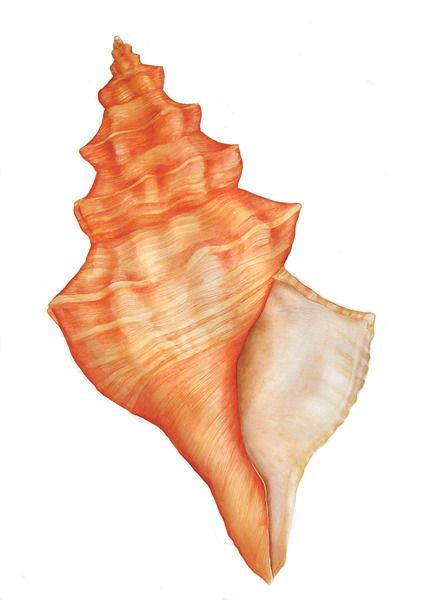 a place for art Shell Drawing, Painted Shells, Sea Art, Shell Art, Natural Forms, Ocean Art, Art Watercolor, Beach Art, Sea Shell