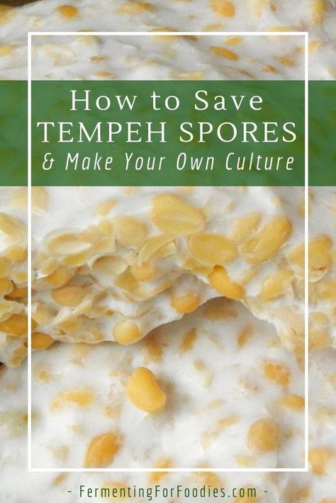 Tempeh Culture How To Make Tempeh, Tempeh Recipes, Healthy Microbiome, Fermentation Recipes, Fermented Vegetables, Gluten Free Egg Free, Chocolate Fruit, Vegan Eggs, Healthy Gluten Free Recipes