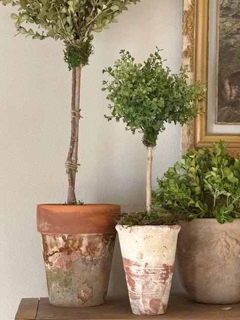 I want to show you how to make a faux topiary that looks real. I absolutely love topiaries!! I prefer real topiaries, but I don't have much luck keeping them alive inside the house. Read on, if you struggle with them too. You won't believe how easy and inexpensive this project is! If you start with realistic looking greenery stems it will be hard to tell the difference in your faux topiary and a real topiary. A collection of them makes a beautiful display in your home decor. Live Topiary, Inside House Plants, Topiary Decor, Plant Topiary, Apothecary Aesthetic, Diy Trays, Diy Topiary, Faux Topiary, Bottle Crafts Christmas