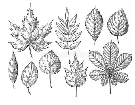 Sketches Objects, Rapid Sketches, Leaf Drawing Easy, Fall Leaves Drawing, Seed Illustration, Autumn Drawing, Drawing Leaves, Seasonal Decor Fall, Leaves Sketch