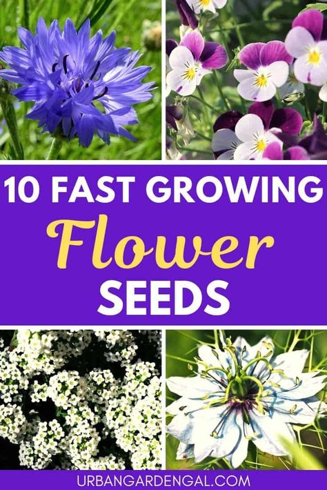 Self Seeding Flowers, Growing Flowers From Seeds, Fast Growing Flowers, Diy Container Gardening, Easy Flowers, Container Garden Design, Flowers Gardening, Plant Propagation, Seed Saving