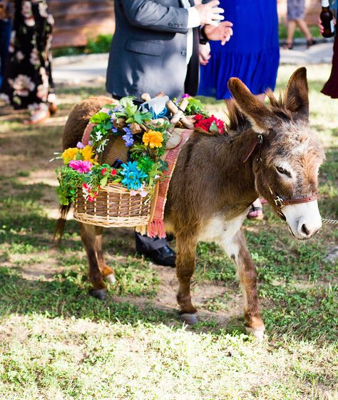 Pack Donkey, Minature Donkey, Beer Burro, Animal Drawing Inspiration, Baby Donkey, Mini Donkey, Miniature Donkey, Sip Sip Hooray, Cute Donkey