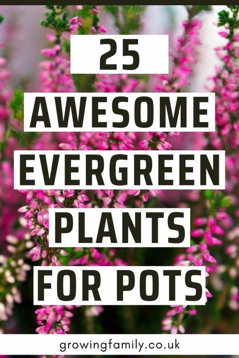 25 best low maintenance evergreen plants for pots - Growing Family Evergreen Plants For Pots, Evergreen Potted Plants, All Year Round Plants, Evergreen Planters, Evergreen Container, Plants Around Pool, Plants For Pots, Plants For Planters, Full Sun Container Plants