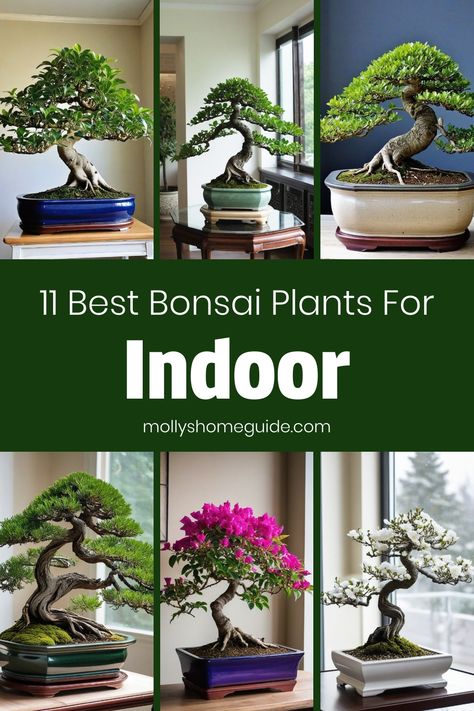 Discover the best bonsai plants for indoor spaces that are beginner-friendly and low maintenance. Learn how to care for indoor bonsai plants with our simple DIY projects and helpful tips. Find the perfect bonsai plants for your home decor and create a peaceful oasis with these beautiful green companions. Whether you're a novice or have some experience growing bonsai indoors, we have all the guidance you need to nurture these unique botanical wonders effortlessly. Explore our recommendations and Large Bonsai Tree Indoor, Best Bonsai Trees, How To Care For Bonsai Tree, Bonsai Plants Indoor, Willow Bonsai Tree, Ficus Tree Indoor, Zen Home Office, Large Bonsai Tree, Bonsai Kelapa