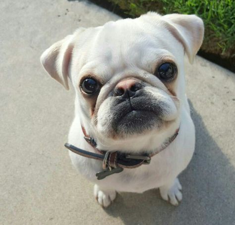 This is a Frug, a French Bulldog and Pug mix, and 100% adorable! French Pug Puppies, Pug And French Bulldog, Frenchie Pug, French Bulldog Drawing, French Bulldog Rescue, Dog Communication, Black And White Pug, Pug Breed, Boxer Pug Mix Dogs