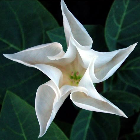 The delicate white Bush Moon Flower might be the perfect accent against deep green foliage. They have an amazing scent and they bloom at night! Moon Garden, White Garden, Unusual Plants, Unusual Flowers, Rare Flowers, Tat Ideas, Moon Flower, Unique Flowers, Fresh Cut