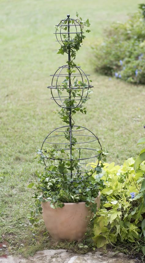 Topiary Forms, Topiary Frames, Live Topiary, Spiral Topiary, Topiary Diy, Topiary Plants, Topiary Garden, Trellis Plants, Living Art