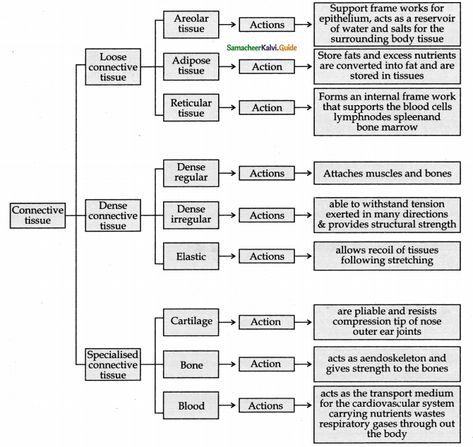 Animal Tissue Biology Notes, Tissue Biology Notes, Cardiac Muscle Cell, Exocrine Gland, Tissue Biology, Animal Tissue, Note Taking Ideas, Model Question Paper, Salivary Gland