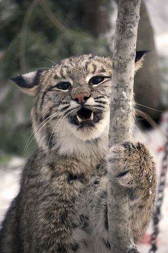 Regnul Animal, Exotic Cats, Wildlife Animals, Wild Life, Lynx, Animal Photo, Beautiful Cats, 귀여운 동물, Animals Friends