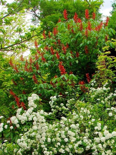 Oklahoma Garden, Oklahoma Gardening, Bridal Wreath Spirea, Bridal Wreath, Fine Gardening, Woodland Garden, Colorful Garden, Dream Garden, Oklahoma