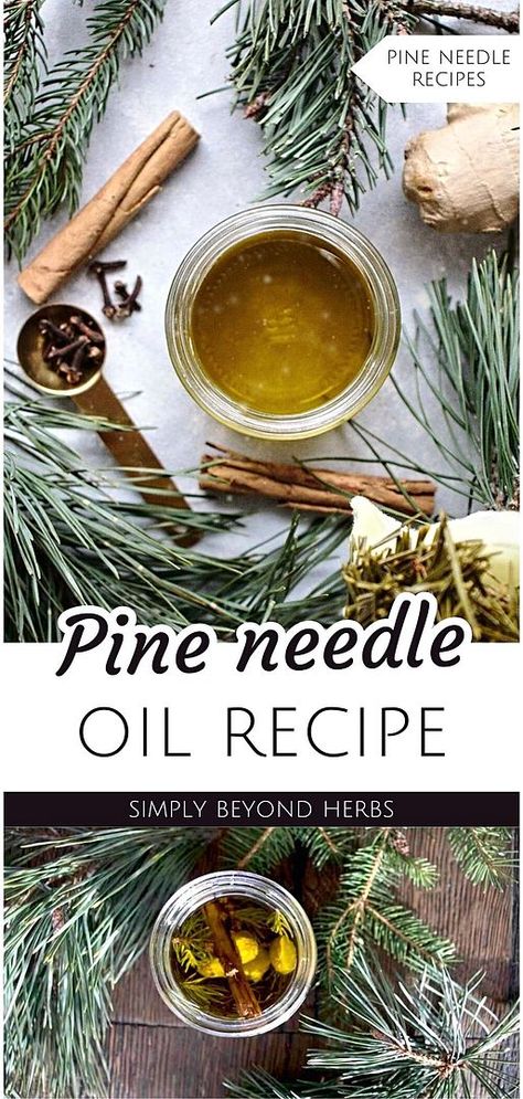 Explore the wonders of Pine Needle Oil with our guide on Pine Needle Recipes & Pine Needles Uses. This oil, made from foraged pine needles and spices, is perfect for enhancing skin and hair health. It's a warming remedy for cold winter days and a stellar addition to your homemade skin care routine. Ideal for those interested in natural herbs and DIY body care. Find more herbs for health, natural remedies, and natural health tips at simplybeyondherbs.com. Homemade Skin Care Routine, Pine Needle Oil, Remedy For Cold, Herbal Salves, Herbal Tinctures, Natural Healing Remedies, Natural Sleep Remedies, Diy Body Care, Natural Cold Remedies