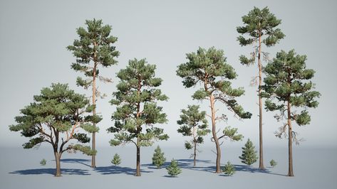 Scots Pine Tree, Pine Tattoo, Scots Pine, Pine Bonsai, Game Environment, The Trunk, Pine Needles, Pine Trees, Natural Environment