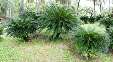 11 Best Palm Trees For Texas Homes and Gardens Trees For Shade, Needle Palm, Cold Hardy Palm Trees, Desert Landscaping Backyard, Texas Landscaping, Hill Country Texas, Sago Palm, Texas Coast, Landscaping Backyard