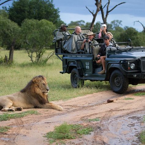 🇿🇦 Discover the beauty and diversity of South Africa! 🌍✨ From the majestic Table Mountain to the vibrant city of Cape Town, South Africa is a land of stunning landscapes, rich wildlife, and vibrant culture. Embark on a safari adventure in Kruger National Park, explore the scenic Garden Route, and immerse yourself in the history and traditions of this incredible country. Whether you're seeking adventure or relaxation, South Africa offers an unforgettable experience. Ready to explore? #Discover... Kruger National Park South Africa, South Africa Safari, Instagram Graphic Design, Gorilla Trekking, Adventure Tourism, Stunning Landscapes, Safari Adventure, Wildlife Safari, Instagram Graphic