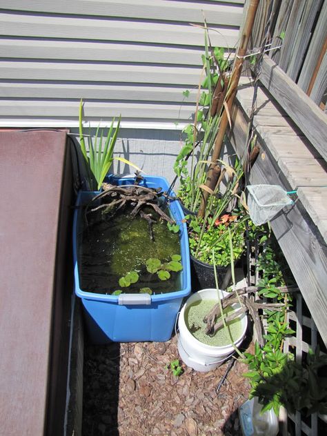 Warm Weather Guppy Pond ~ Must transfer guppies to indoor tank when nighttime temps drop to 60 degrees. Water temps in the 50's would kill them. Otherwise, keeping guppies outdoors is easy and a possible help in reducing mosquito populations. They don't need a filter system with the right plant selection, tub choice, and location. Bring the plants in for the winter too. NEVER dump plants into waterways unless you know they are non-invasive, North American species of plants! If you aren't able to Guppy Pond, Guppy Tank, Pond Ideas, Mosquito Control, Water Gardens, 60 Degrees, Ponds, Water Garden, The Winter