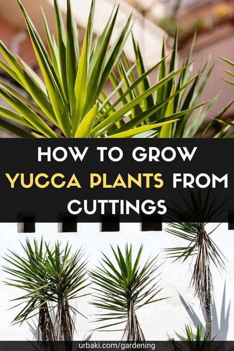 Yucca Garden Landscaping, Yucca Landscaping, Yucca Plant Outdoor, Yucca Plant Landscaping, Yukka Plant, Yucca Plant Care, Plants From Cuttings, Best Plants For Shade, Zone 8b