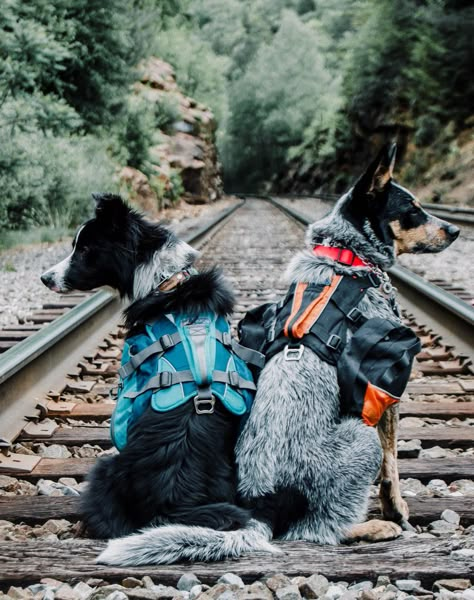 Hiking With Dogs Aesthetic, Dog Hiking Aesthetic, Dogs Camping, Hiking With Dogs, Pack Of Dogs, Hiking Dog, Dog Hiking, Camping Dog, Fit Dogs