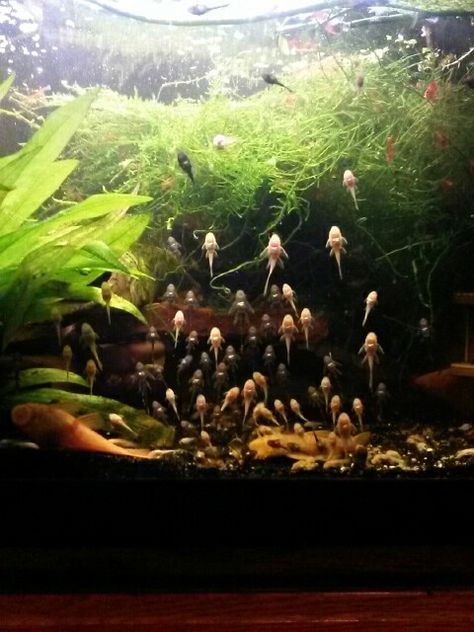 Babies. Bristlenose plecos. Pleco Tank, Indoor Water Garden, Undersea World, Vivarium, Black Water, Terrarium Plants, Planted Aquarium, Freshwater Fish, Catfish