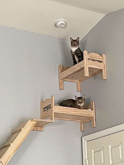 Cat Room Ideas, Cat Ramp, Cat Paradise, Cat Castle, Cat Wall Shelves, Diy Cat Tree, Cat Wall Furniture, Cat House Diy, Cat Playground