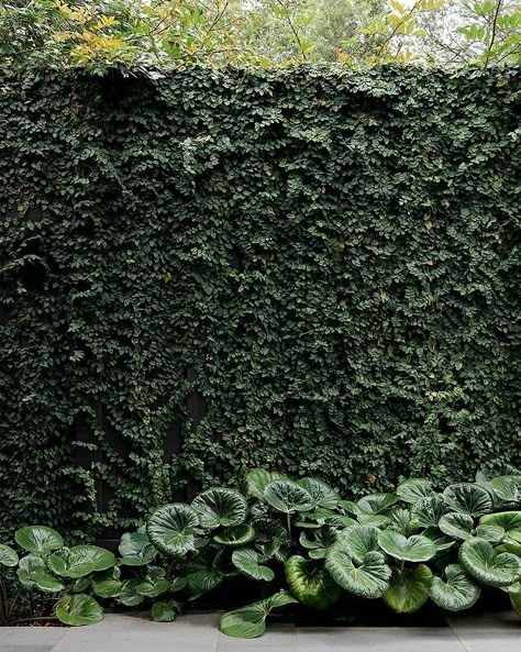 Courtyard Gardens Design, Courtyard Gardens, Planting Design, Side Garden, Garden Inspo, Vertical Gardens, Green Walls, Gardens Design, Outdoor Gardens Design