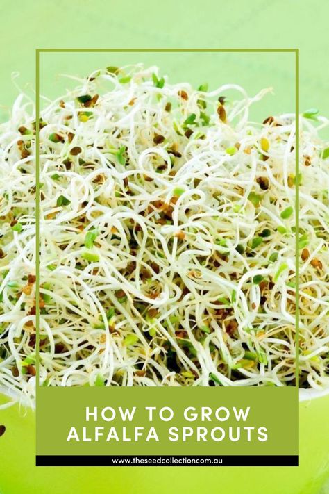 A simple step by step guide on how to grow Alfalfa Sprouts Microgreens Recipe, Alfalfa Sprouts, Sprouting Seeds, Sprouts, Seeds