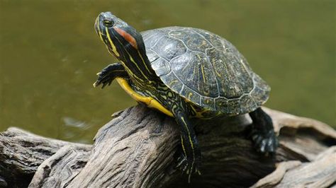 Teenage Mutant Ninja Turtles' movie spawns pet turtle warning ... Slider Turtle Tank Ideas, Red Eared Turtle, Turtle Reference, Salamander Tattoo, Red Ear Turtle, Dragons Illustration, Turtles Pet, Nature Painting Ideas, Yellow Bellied Slider