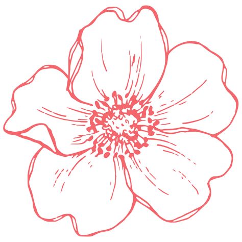 Flowers Drawing Outline, One Flower Drawing, Poppies Drawing Simple, Large Flower Drawing, Flower Petal Drawing, Poppy Drawings Simple, Outline Drawing Flower, Poppy Flower Outline, Big Flower Drawing Simple