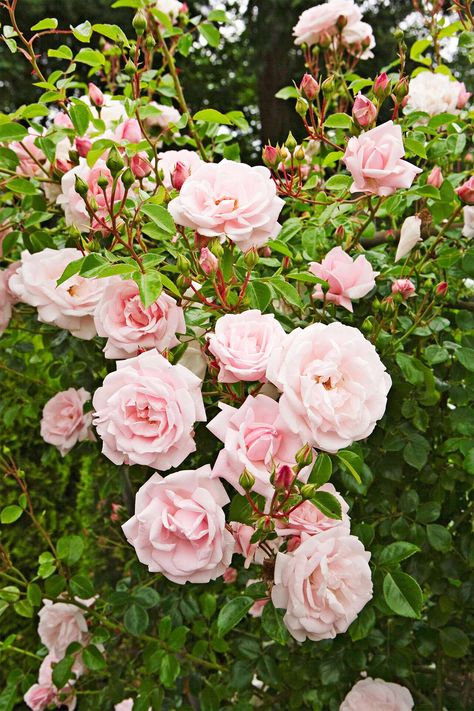 pink-new-dawn-roses-2937cc98 When To Prune Roses, Spring Flowering Trees, Pruning Plants, Pruning Roses, Types Of Hydrangeas, Pruning Fruit Trees, Hydrangea Bloom, Berry Plants, Fragrant Roses