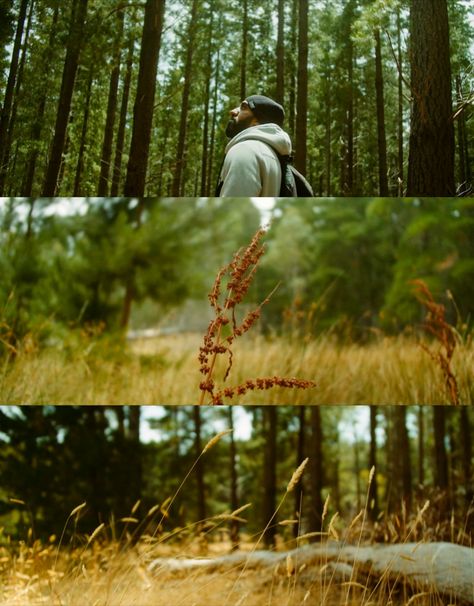 Went for a walk through Kuitpo Forest (South Australia) with my friend and my BMPCC4K with Sigma 18-35 and put together a little cinematic video. Nature Cinematic Photography, Cinematic Outdoor Photography, Nature Documentary Aesthetic, Woods Cinematography, Cinematic Forest Photography, Cinematic Nature Photography, Short Cinematic Video, Cinematic Photography Nature, Adventure Cinematography