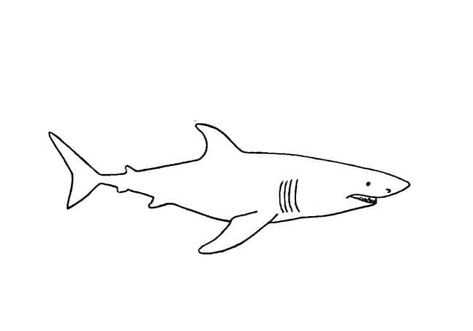 Learn How to Draw Fish step by step – Easy Animals 2 Draw Small Great White Shark Tattoo, Simple Shark Drawing, How To Draw A Great White Shark, Shark Line Drawing Tattoo, Draw Fish Step By Step, Great White Shark Drawing Easy, Great White Shark Tattoo, Great White Shark Pencil Drawing, Great White Shark Drawing