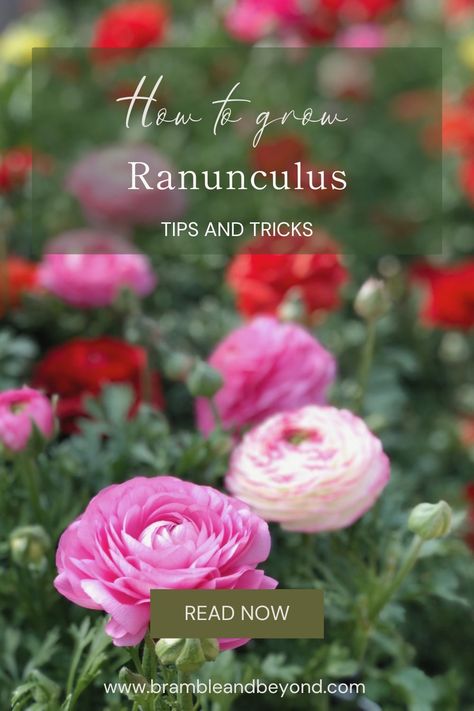 Discover flower gardening tips and tricks for growing beautiful Ranunculus flower. Whether you're a beginner or an experienced gardener, our advice on seed starting, nurturing, and easy gardening techniques will help you achieve stunning results. Explore our collection of flower gardening tips, from seed to bloom, and unlock the secrets to successful Ranunculus garden. Let us guide you on your journey towards a vibrant and thriving flower garden filled with Ranunculus flowers Runuculous Flower Garden, Raniculas Ranunculus, How To Plant Ranunculus Bulbs, How To Grow Ranunculus In Pots, Growing Ranunculus Flowers, Ranculus Flowers Care, Rinoculous Flowers, Raniculous Flower, Ranaculus Flower