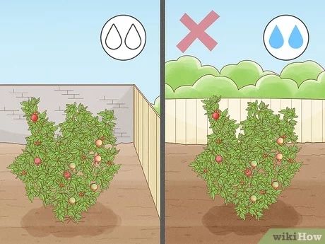 Wonderful Pomegranate Tree, How To Plant Pomegranate Tree, Potted Pomegranate Tree, Pomegranate Tree Landscaping, How To Grow Pomegranate Tree, Pomegranate Plant How To Grow, How To Propagate Pomegranate Tree, Grow Pomegranate From Seed, Pomegranate Companion Plants