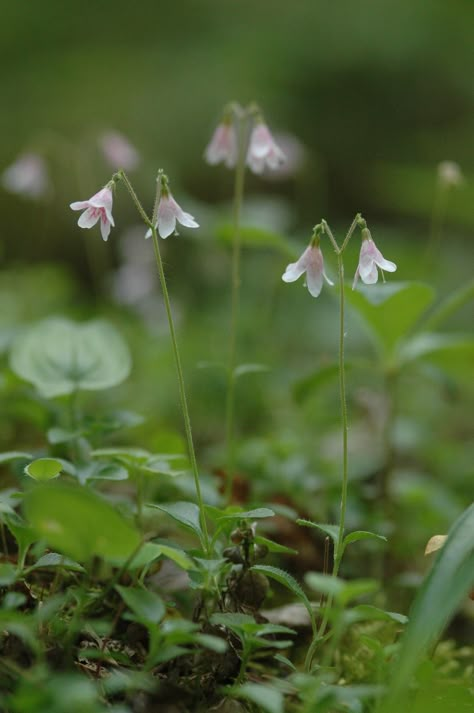 Tiny Wild Flowers, Fairy In Forest, Linnea Borealis, Linnaea Borealis, Twin Flower, Fairy Flowers, Woodland Flowers, Flowers Growing, Forest Plants