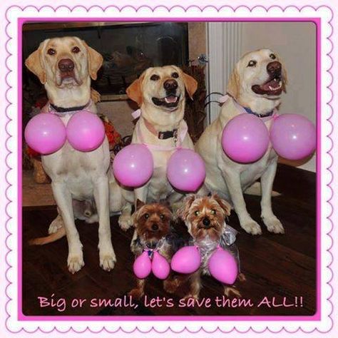 Dogs sporting pink balloons Save The Tatas, Go Pink, E Card, Timeline Photos, Pink Ribbon, Balloons, Dogs, Pink