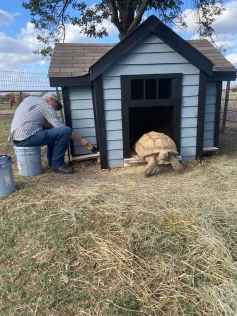 Heated Tortoise House, Giant Tortoise Enclosure, Outside Turtle Habitat Ideas, Diy Tortoise House, Outside Tortoise Enclosure, Large Tortoise Habitat Outdoor, Baby Tortoise Habitat Indoor, Diy Sulcata Tortoise Habitat Indoor, Large Tortoise Enclosure