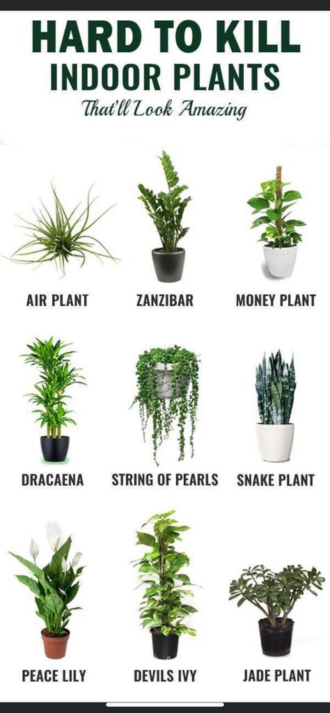 Hanging Plants Indoor, Inside Plants, Best Indoor Plants, Bathroom Plants, Bedroom Plants, Jade Plants, House Plants Decor, Plants Indoor, House Plants Indoor