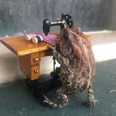 Woman Photographs Her Toad Doing Things In Her Dollhouse And People Love It (New Pics) Frog Pictures, Funny Frogs, Frog Art, Valerian, A Frog, Frog And Toad, Follow On Instagram, Cute Frogs, Oui Oui