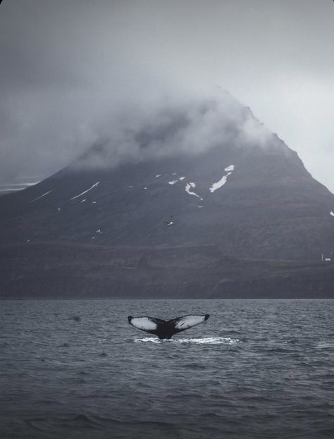 Whale watch Husavik Whale Watching In Iceland, Iceland Whale Watching, Iceland Aesthetic Summer, Iceland Aesthetic Winter, Iceland Lifestyle, Iceland Aesthetic, Winter In Iceland, Watch Backgrounds, Vogue Scandinavia