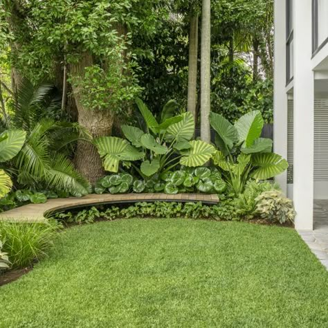 Alocasia Landscaping, Banana Trees Landscape, Tropical Plants Outdoor, Tropical Fruit Garden, Garden Ideas Nz, California Garden Design, Tropical Landscape Design, Tropical Garden Design, Jungle Gardens