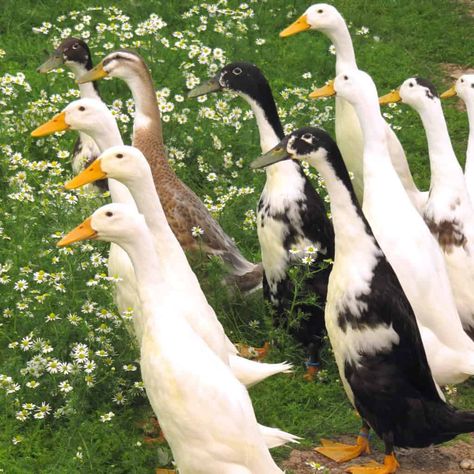 Indian Runner Ducks, Duck Care, Duck Breeds, Raising Ducks, Runner Ducks, Types Of Chickens, Pet Ducks, Future Farms, Farm Lifestyle