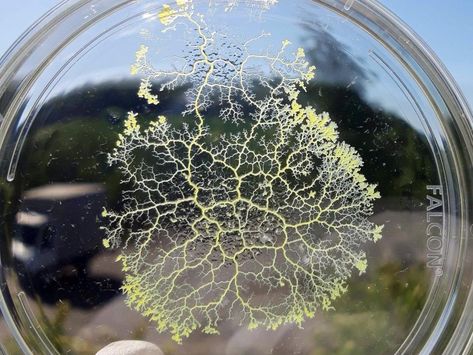 A single-cell organism is helping astronomers and school kids alike to understand space. Technical University Of Munich, University Of Munich, Slime Mold, Network Architecture, Slime Mould, Archaeology News, Self Organization, Concept Ideas, How To Get Thick