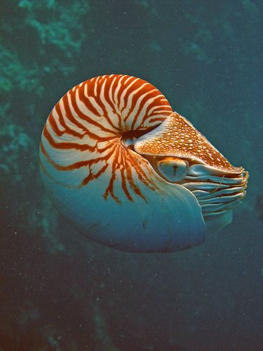 Explore oceanhunteriii's photos on Flickr. oceanhunteriii has uploaded 2713 photos to Flickr. Chambered Nautilus, Fauna Marina, Beneath The Sea, Life Aquatic, Beautiful Sea Creatures, Underwater Creatures, Underwater Life, Ice Age, Ocean Creatures