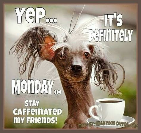 Yep Its Definitely Monday monday good morning monday quotes good morning quotes… Kaffe Humor, Ge Aldrig Upp, Awkward Situations, Monday Memes, Monday Humor, Weekday Quotes, Funny Good Morning, Funny Good Morning Quotes, Morning Quotes Funny